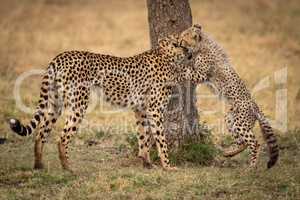 Cheetah cub bites mother beside tree trunk