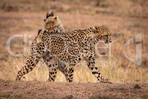 Cheetah cub bites mother on earth bank
