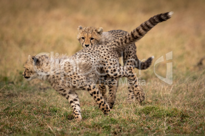 Cheetah cub chases another on grassy plain