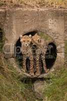 Cheetah cub biting another in concrete pipe