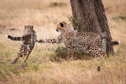 Cheetah cub chases another round tree trunk