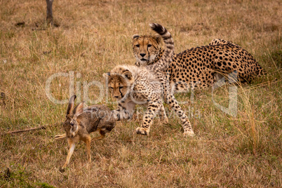 Cheetah cub chases scrub hare by mother