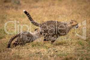 Cheetah cub chasing another on grassy plain