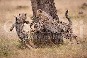 Cheetah cub chasing another round tree trunk