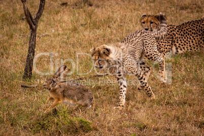 Cheetah cub chasing scrub hare by mother