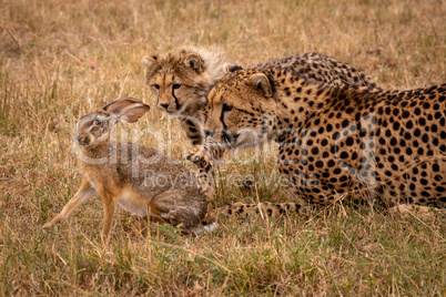 Cheetah cub claws scrub hare beside mother