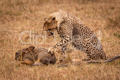 Cheetah cub claws scrub hare in savannah