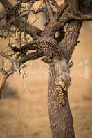 Cheetah cub climbing down thorn tree trunk