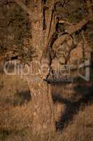 Cheetah cub climbing down tree at dawn