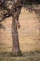 Cheetah cub climbing down tree in grassland