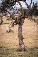 Cheetah cub climbing down tree in savannah