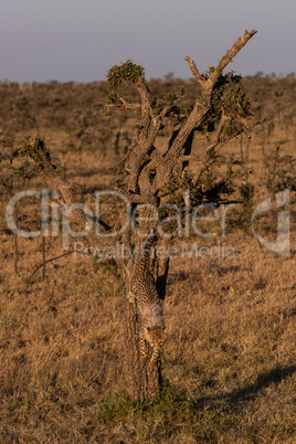 Cheetah cub climbing down tree on savannah