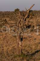 Cheetah cub climbing down tree on savannah