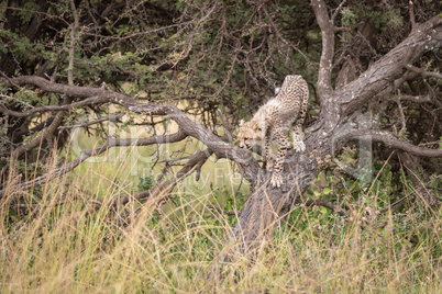 Cheetah cub climbing down trunk of tree