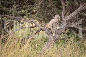 Cheetah cub climbing down trunk of tree