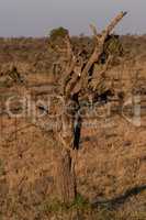Cheetah cub climbing down whistling thorn tree