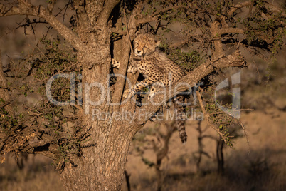 Cheetah cub climbing thorn tree at dawn