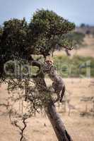 Cheetah cub climbing thorn tree in savannah