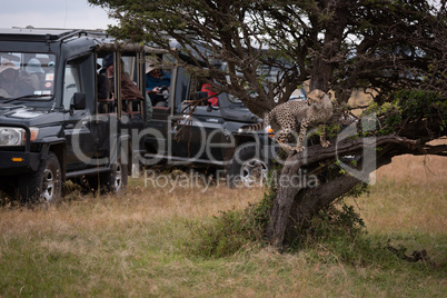 Cheetah cub climbing tree by safari trucks