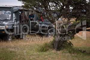 Cheetah cub climbing tree by safari trucks