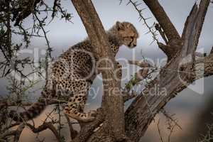 Cheetah cub climbs branch of thorn tree