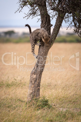 Cheetah cub climbing tree trunk looks down