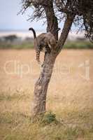 Cheetah cub climbing tree trunk looks down