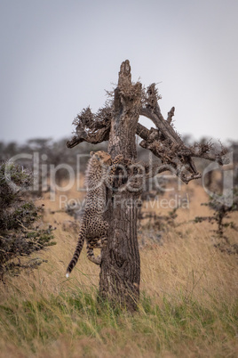 Cheetah cub climbs dead tree in savannah Cheetah cub climbs dead tree in savannah