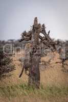 Cheetah cub climbs dead tree in savannah