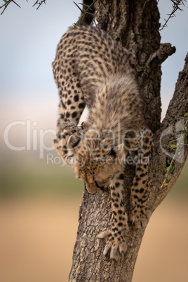 Cheetah cub climbs down from whistling thorn