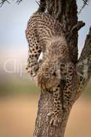 Cheetah cub climbs down from whistling thorn