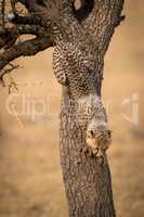 Cheetah cub climbs down thorn tree trunk