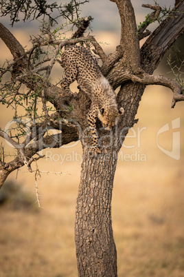 Cheetah cub climbs down tree in savannah