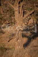 Cheetah cub climbs down tree on savannah