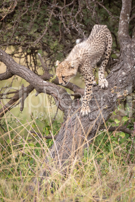 Cheetah cub climbs down trunk of tree