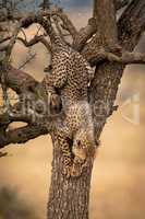 Cheetah cub climbs down whistling thorn trunk
