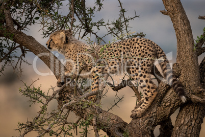 Cheetah cub climbs thorn tree in savannah