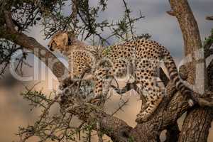 Cheetah cub climbs thorn tree in savannah
