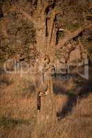 Cheetah cub climbs thorn tree on savannah