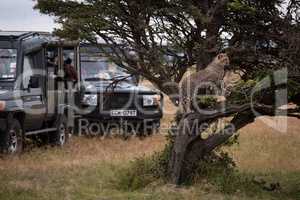 Cheetah cub climbs tree by safari trucks