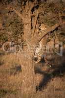 Cheetah cub climbs up tree on savannah
