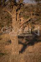 Cheetah cub climbs up tree in savannah