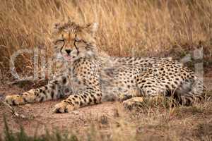 Cheetah cub closes eyes lying in grass
