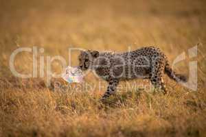 Cheetah cub crosses grass carrying plastic bag