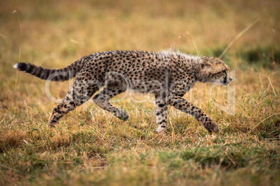 Cheetah cub crossing savannah with raised paw