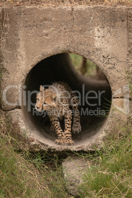 Cheetah cub crouching down in concrete pipe