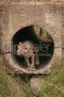 Cheetah cub crouching down in concrete pipe