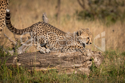 Cheetah cub crouching on log in grass