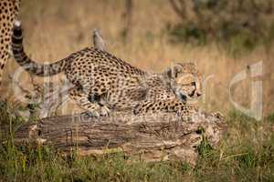 Cheetah cub crouching on log in grass