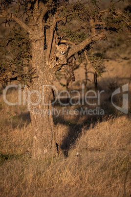 Cheetah cub facing camera from thorn tree